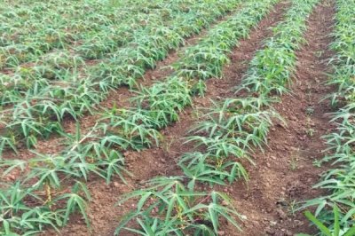 木薯施肥方法,块根膨大期应主施钾肥