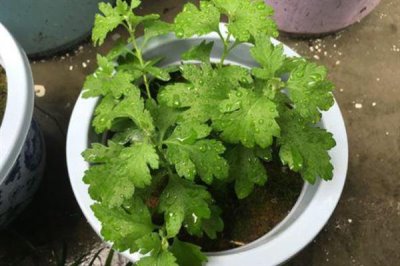 如何防治菊花黑斑病，养殖过程中要定期更换盆土