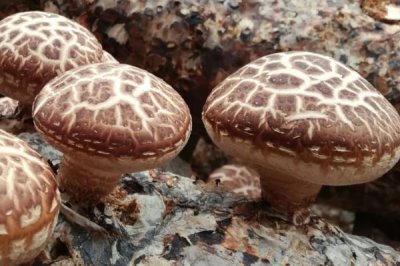 秋季香菇管理办法,接种后应立刻转移到发菌室