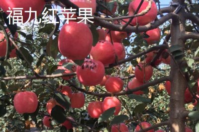 有哪些好吃的苹果新品种，包括福星、瑞雪、蜜脆等种类