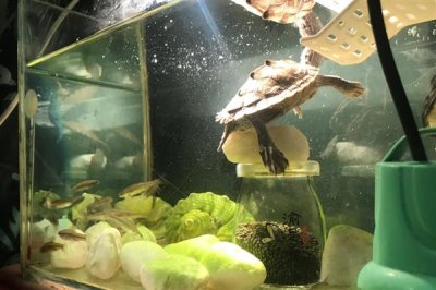 地图龟能不能用深水养,长大后再慢慢加深水位