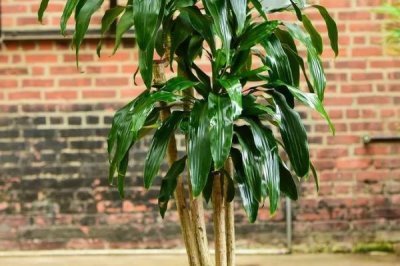 香龙血树的寓意,寓意着长寿