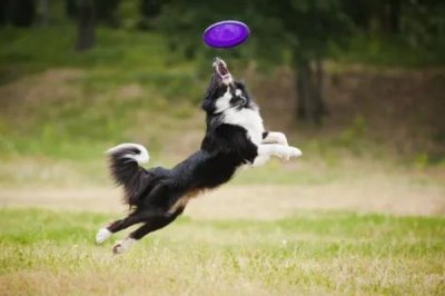 宠物低血糖应该怎么解决,首先要明白低血糖的原因再对症治疗