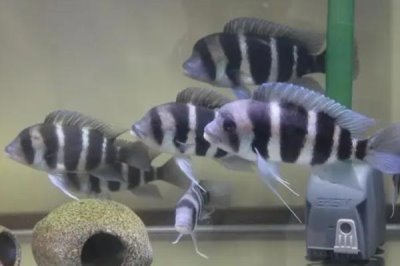 布隆迪六间鱼好不好养,饲养难度并不大