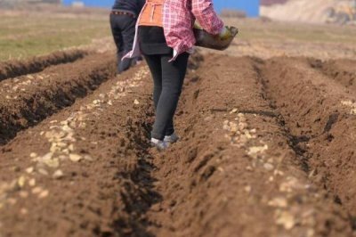 河南秋季何时适合种植土豆,一般为8-9月份
