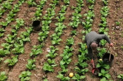 白菜什么时候移栽好，幼苗长出4、5片真叶的时候移栽为佳