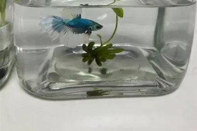 斗鱼小鱼怎么养,小斗鱼需要一天喂2-3次