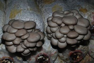 平菇如何种植才能丰产,关键是要选对优质高产的品种