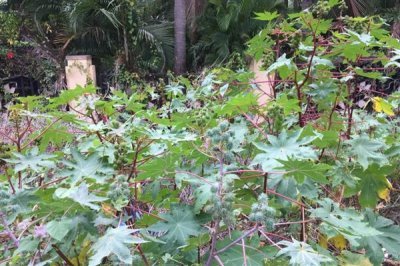 蓖麻的亩产量,平均产量为500-1000斤左右