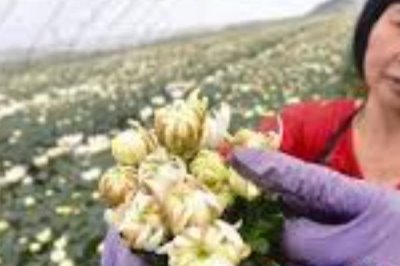家庭菊花怎么种植，在每年春秋两季种植