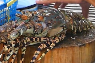 中国龙虾和锦绣龙虾的区别,从体型方面就能区分两者