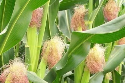 适合山东的高产玉米种，可选郑单958、浚单20、先玉335等