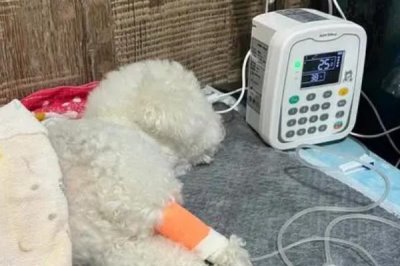 狗狗贫血的原因,可能是饮食不当或先天性疾病等原因导致的