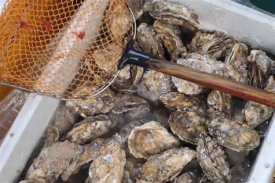 养殖什么比较赚钱，推荐南美白对虾、生蚝等