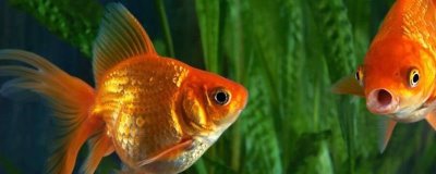 圆鱼缸适合养什么鱼，最适合养的就是金鱼