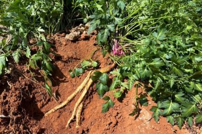 沙参的市场价格,一斤售价15元左右