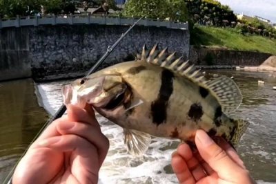 钓鳜鱼什么时间较合适，一天中凌晨和傍晚比较活跃