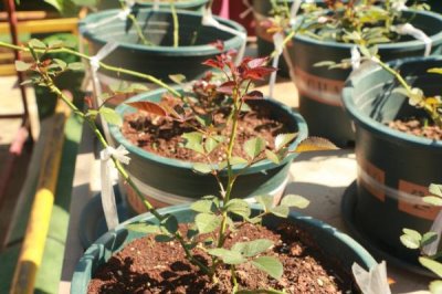 花卉压条繁殖方法，可采用普通压条法、堆土压条法和高枝压条法