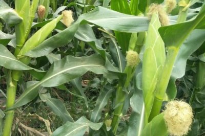 九久黑糯玉米品种简介，4月下旬至5月上旬播种