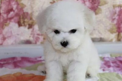 比熊一直咳嗽的原因,可能是感冒严重或支原体感染等