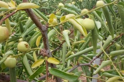 冬枣裂果的原因,可能是水分失调或营养失衡等