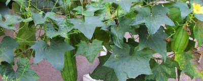 怎样种植丝瓜,选择深盆种植为佳