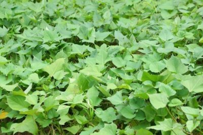 地瓜的高产种植技术,通常用直播