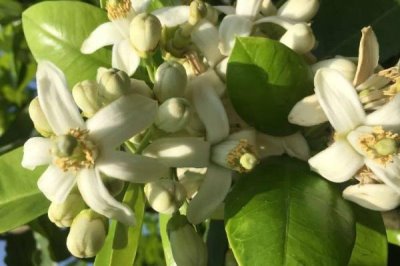 柚子如何促花保果,结果前一年控制树势可让其早开花