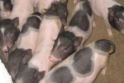 小香猪母猪几个月可以配种,三个月的时候就可以进行配种