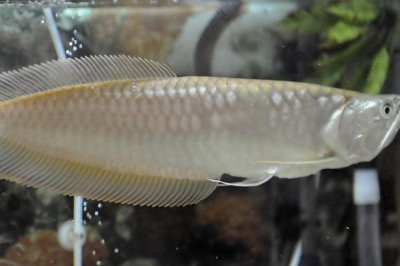 银龙鱼患有肠炎会出现哪些症状,主要表现是排出白色粪便