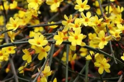 冬天室外的迎春花会冻死吗,有较好的耐寒力不会冻死