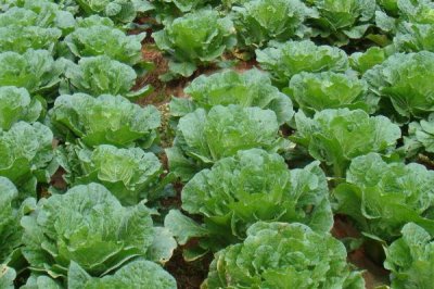 立秋后种植什么农作物，可种植油菜、红菜苔、萝卜等