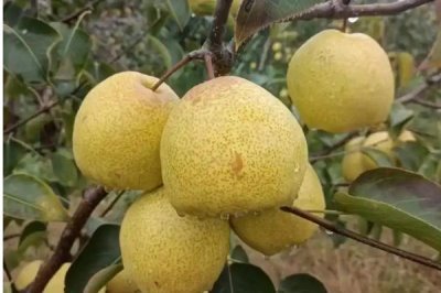 处暑节气的处的意思,可以理解为终结