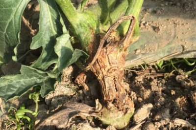 瓜类作物茎基部频繁开裂的原因,过量使用氮肥会降低表皮韧性、导致茎秆开裂