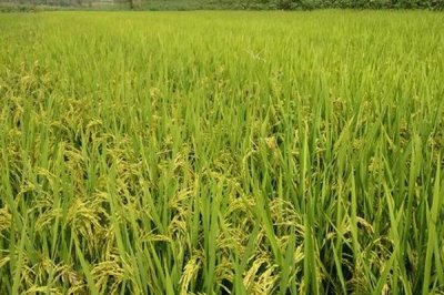 瑞两优1053水稻品种的特性，秧田亩播种量约15公斤
