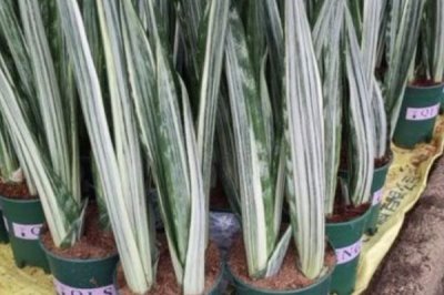 虎尾兰的种植技术，可分株繁殖也可扦插繁殖