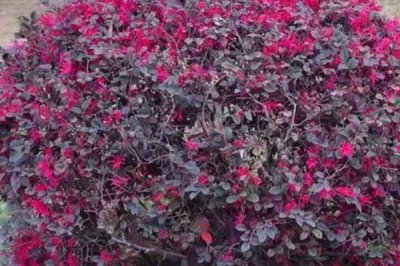 什么是红花檵木,属于金缕梅科、檵木属植物