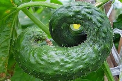 怎么解决除草剂药害,可将芸苔素、鲜牛奶和葡萄糖兑水喷雾