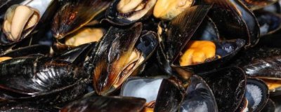 海虹是什么动物，是常见的食用型贝类