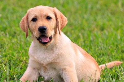 怎样预防狗狗中暑，尽量不要直接在太阳底下暴晒