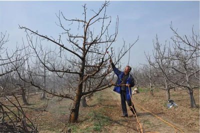 有哪些叶面肥，常见的有尿素、过磷酸钙等