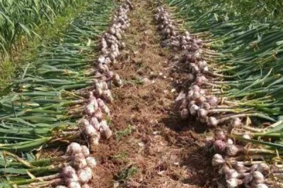 大蒜不出蒜苔的原因，可能是品种原因或缺乏养分所致