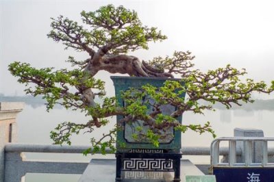 岭南盆景结顶枝法介绍，截掉顶端枝条后再按长势修剪