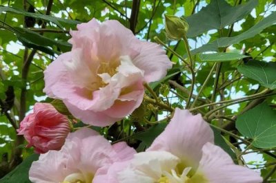 芙蓉花有害吗,是一种无毒的植物