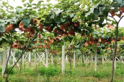 猕猴桃怎么种植以及防治病害,需要搭好棚架后再定植