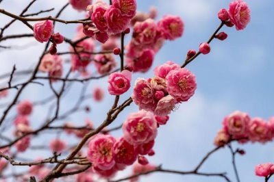 梅兰竹菊的寓意,梅花寓意百折不挠