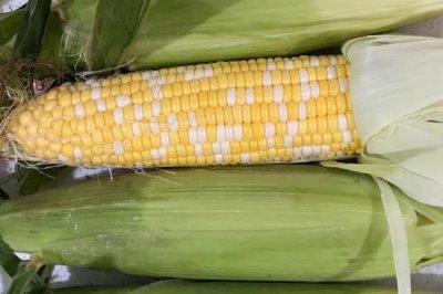 水果玉米的产地,可以直接生吃