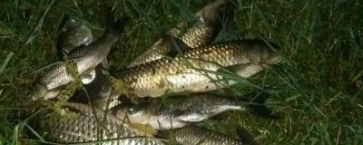 草鱼能否夜钓,可以垂钓、钓法正确即可上钩