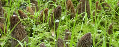 高效栽培羊肚菌的方法,早春保持适温可刺激子实体形成