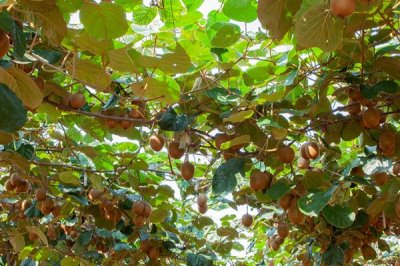 猕猴桃怎么种植以及防治病害,需要搭好棚架后再定植